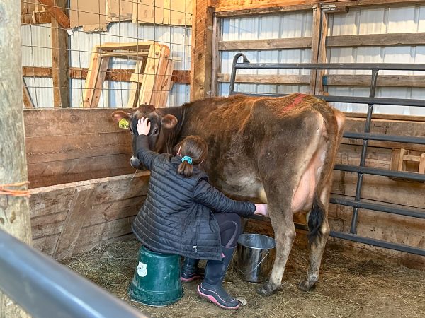 11 year old milking Jersey cow on modern homestead