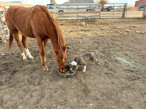 horse and dog sharing feed bucket while modern homesteading