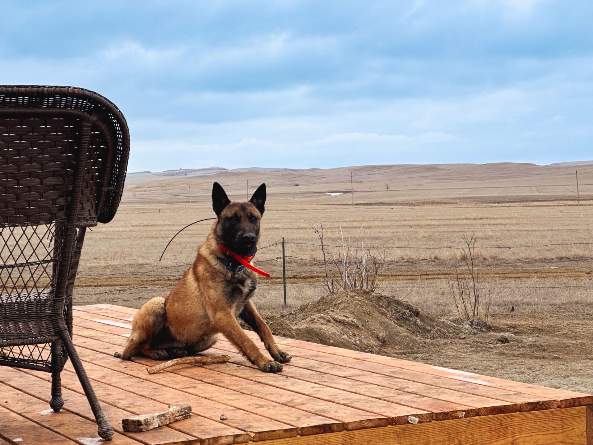 Belgian Malinois on deck