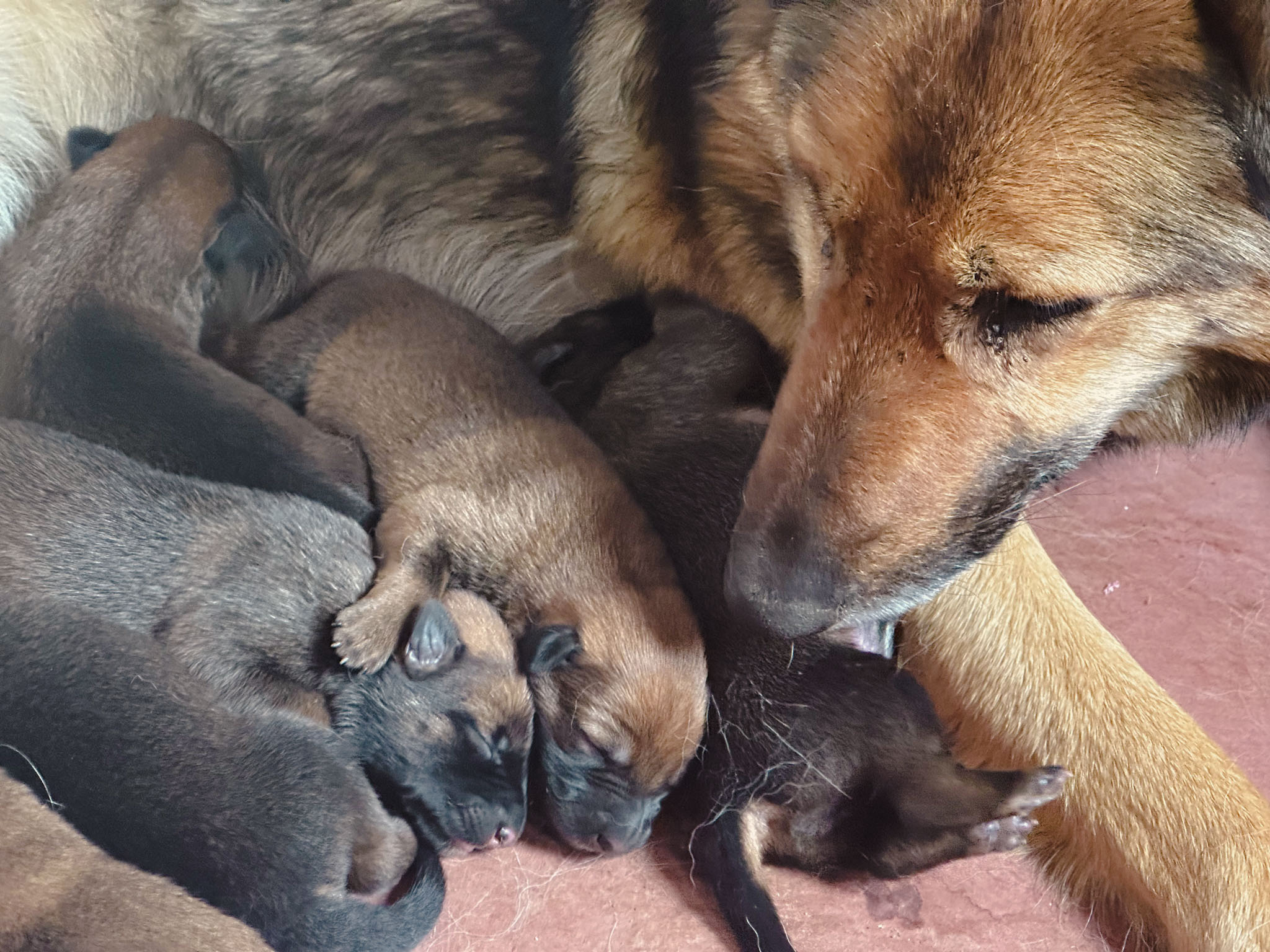 Shepinois Puppies for Sale (Belgian Malinois x German Shprd) - It ...