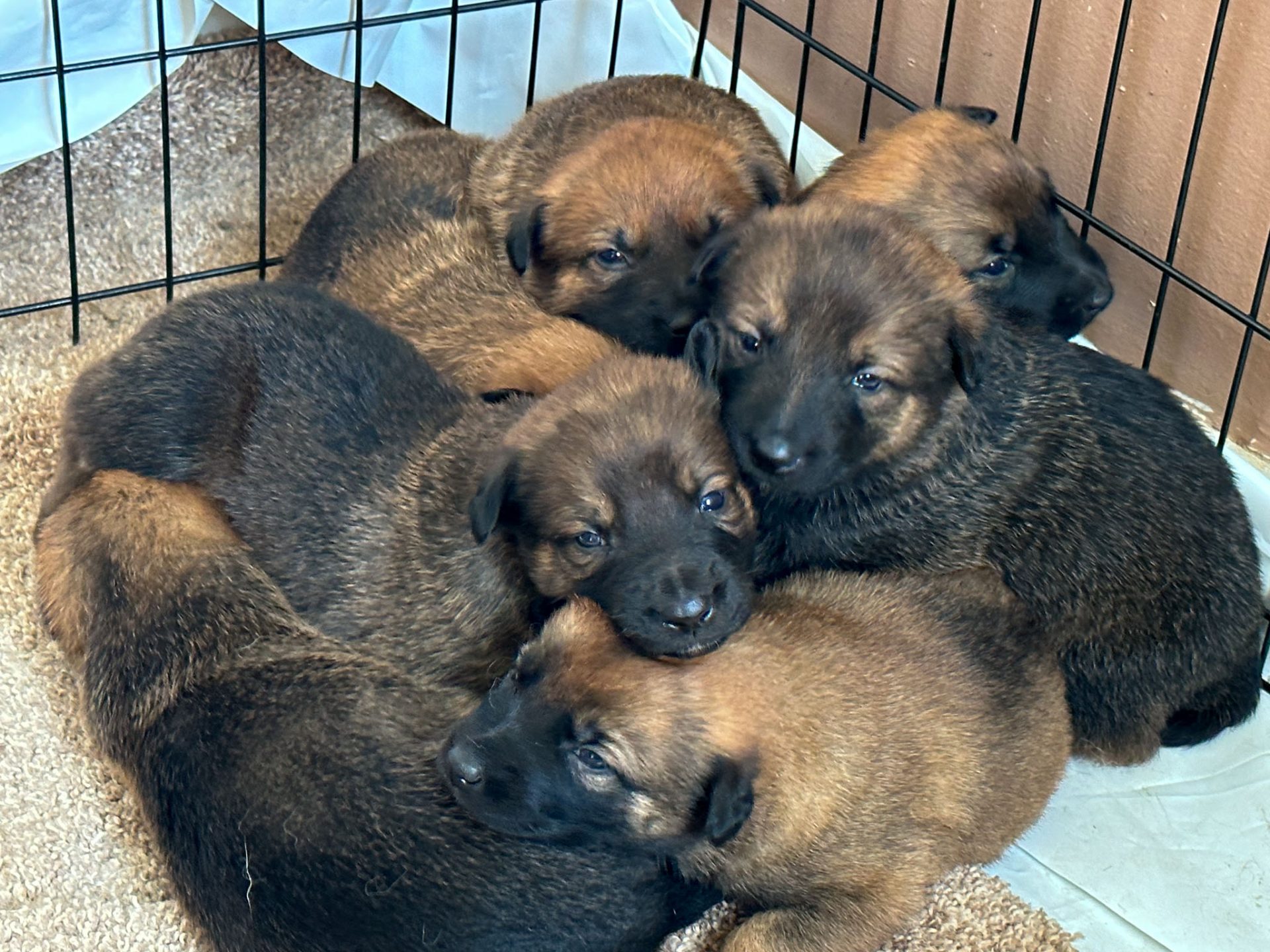 7 shepinois puppies for sale in a dogpile