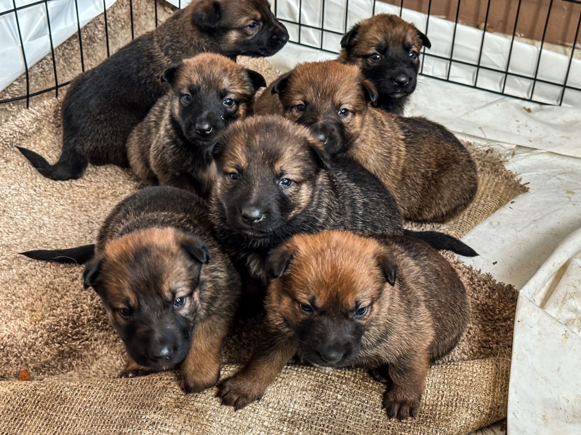 7 shepinois puppies for sale