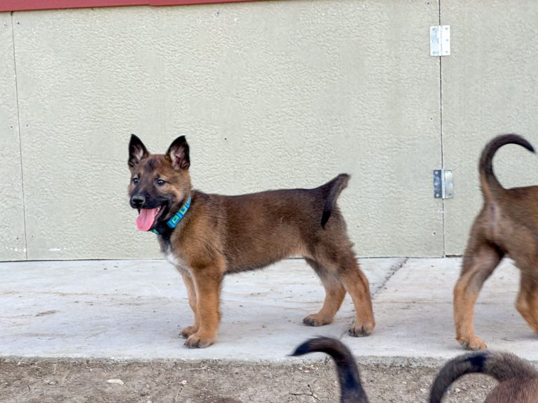 How to Pick a German Shepherd Puppy for Your Dog