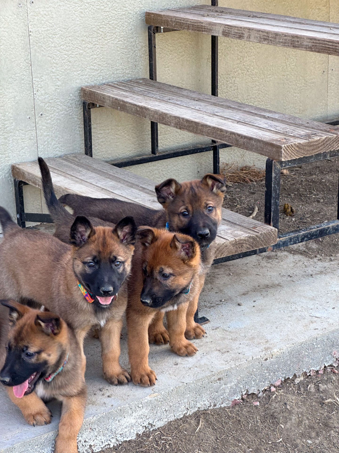 4 German Shepherd Belgian Malinois puppies by steps