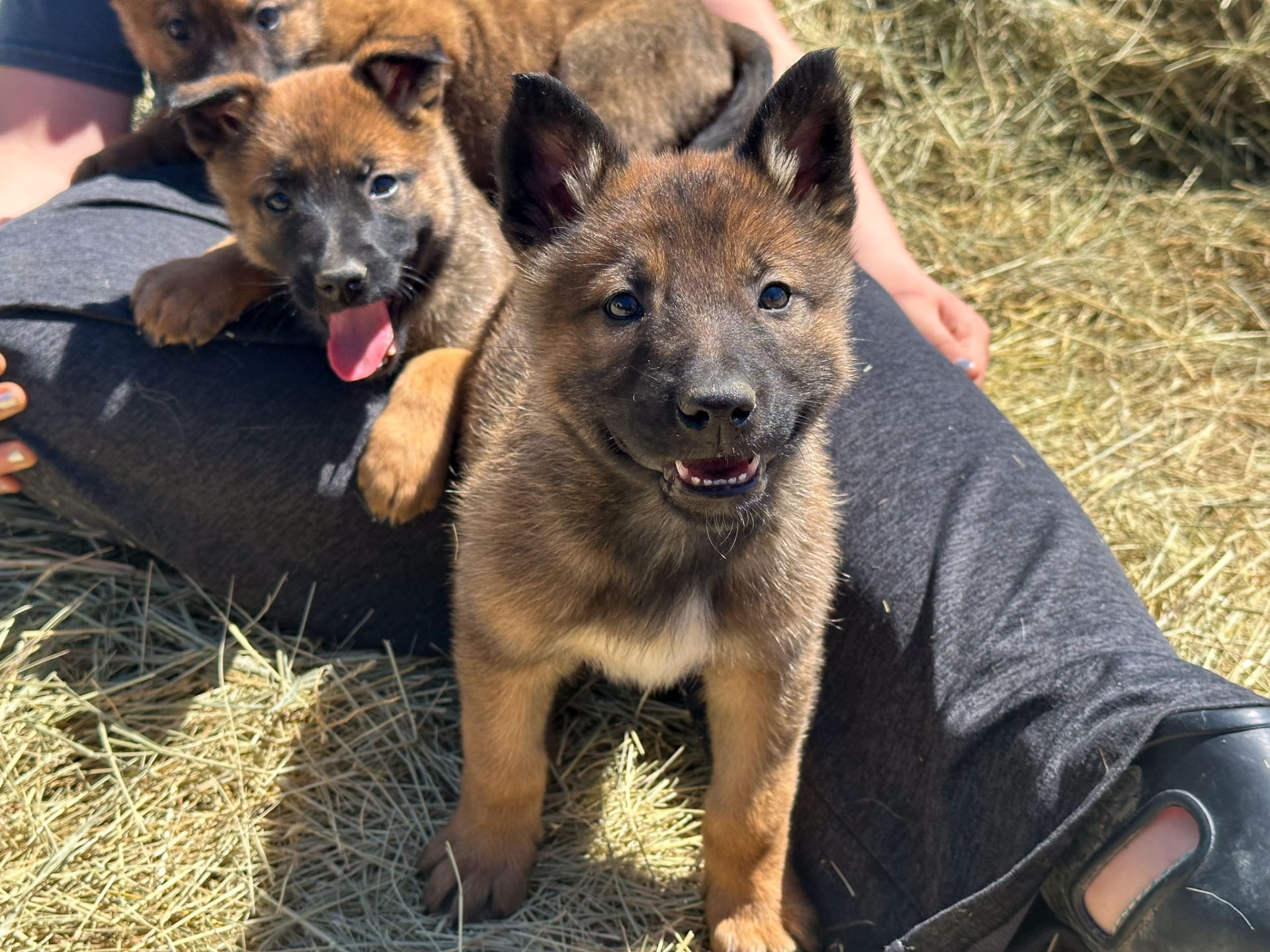 Cutest Shepinois Puppy Ever